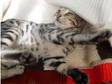 Stunning Silver Male Bengal (£300). WONDERFULLY MARKED....
