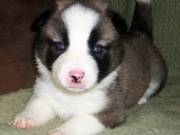 beautiful akita puppies available for adoption