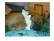 Dogue De Bordeaux X Mastiff Puppies. A superb litter of....