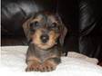 Miniature wire haired Dachshund (£750). ONE SILVER....