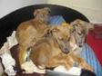 LURCHER PUPPIES. Ready now. Very pretty. Dad is a....