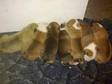 Staffordshire Bull Terrier Puppies. Lovely pups,  mum and....