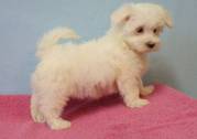 sweet and adorable maltese puppies now ready