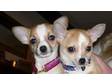 2 BEAUTIFUL Fawn & White smooth coat chihuahua puppies.....